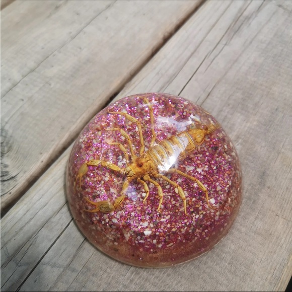 Vintage Real Scorpion Insect Dome 3.5" Paperweight Taxidermy from Maack Co. - Picture 3 of 7